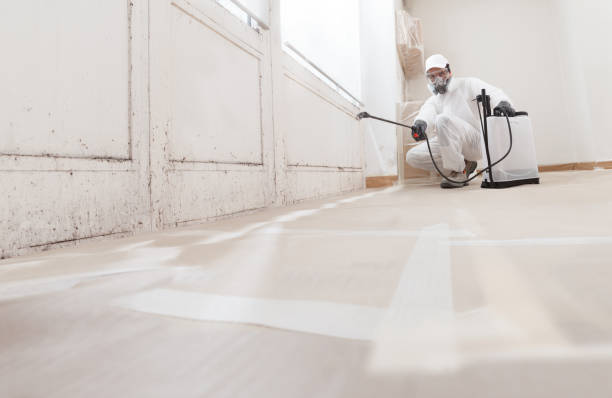 24/7 Emergency Black Mold Removal experts in Roosevelt, NJ