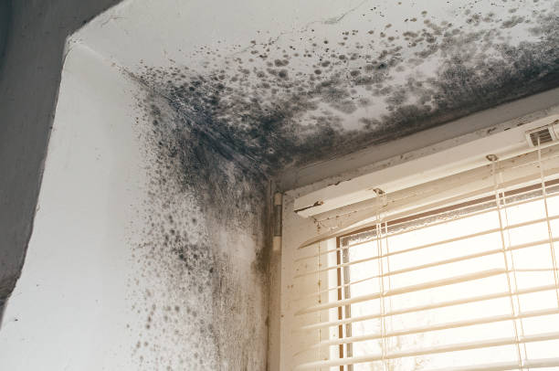 Affordable Mold Cleanup solutions in Roosevelt, NJ
